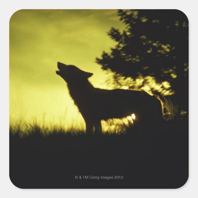 Silhouette of wolf howling square sticker (Front)