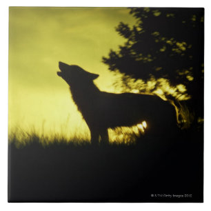 Silhouette of wolf howling tile