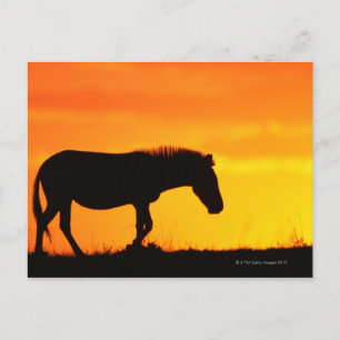 Silhouette of zebra on savanna postcard
