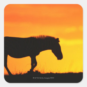 Silhouette of zebra on savanna square sticker
