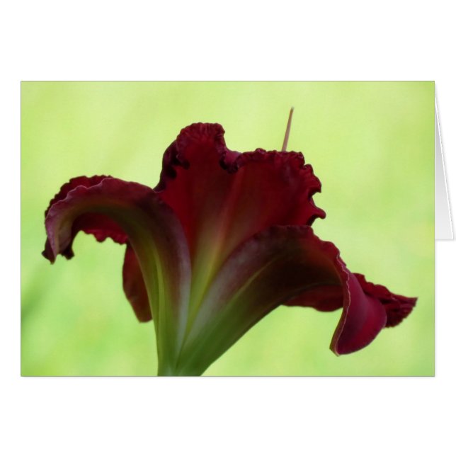 Silhouette rouge - Daylily (Devant horizontal)