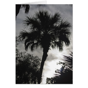 Silhouette tropicale