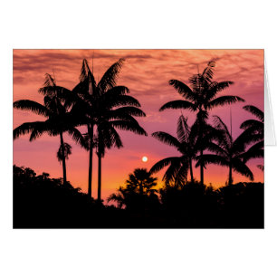 Silhouetted palm trees, Hawaii