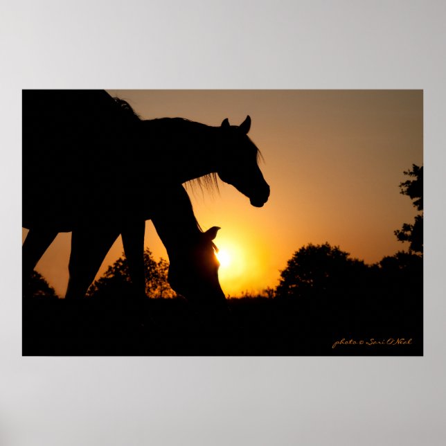 Silhouettes of Two Horses at Sunrise Poster (Front)