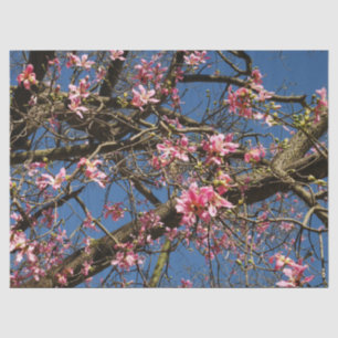 Silk Floss Tree Blossom Tissue Paper