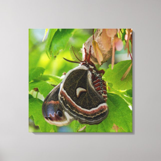 Silk Moth Wings Portrait Canvas Print (Front)