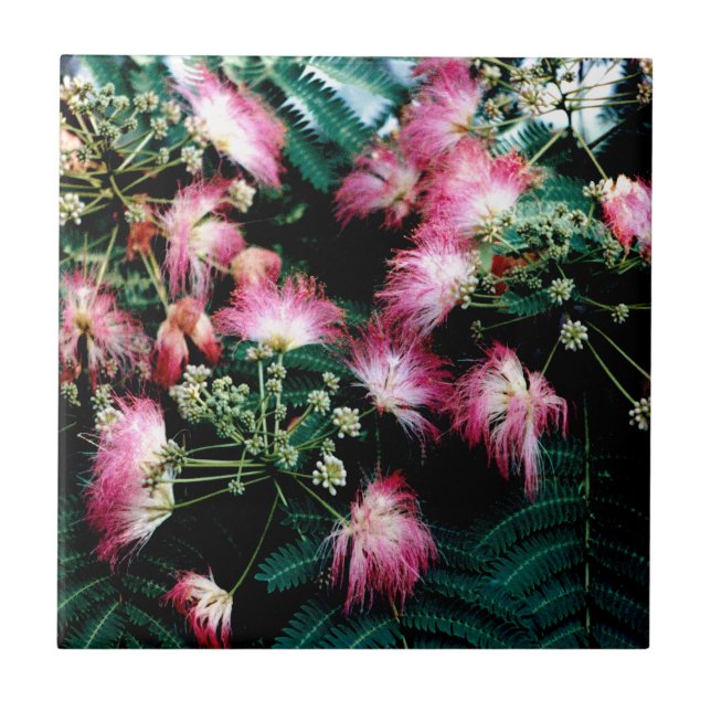 Silk Tree Tile (Front)