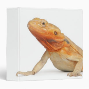SilkBacks scaleless Bearded Dragon - Pogona Binder