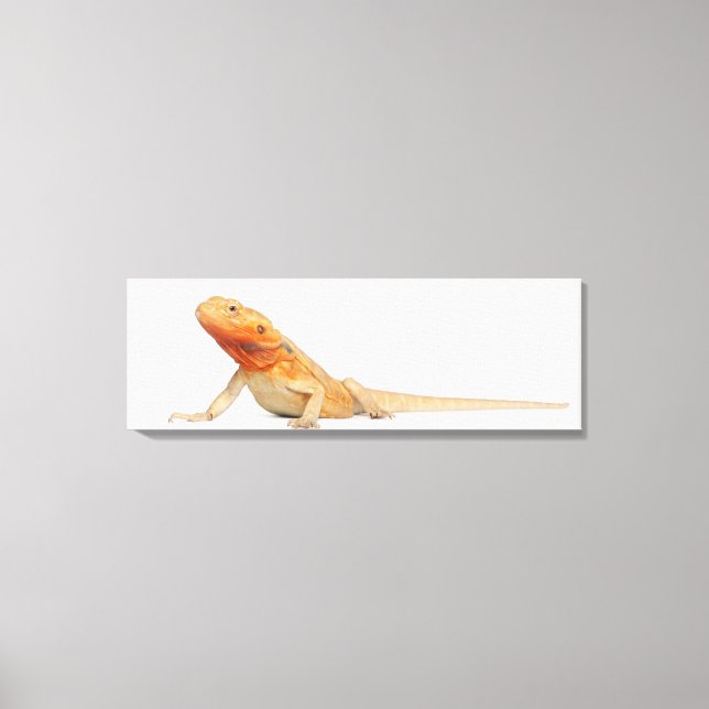 SilkBacks scaleless Bearded Dragon - Pogona Canvas Print (Front)