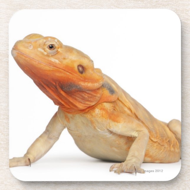SilkBacks scaleless Bearded Dragon - Pogona Coaster (Front)