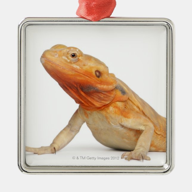 SilkBacks scaleless Bearded Dragon - Pogona Metal Ornament (Front)