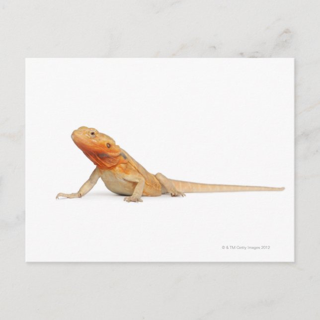 SilkBacks scaleless Bearded Dragon - Pogona Postcard (Front)