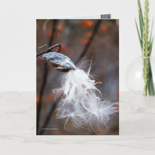 Silken Seeds Fly Card