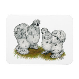 Silkie Bantam Splash Chickens Magnet