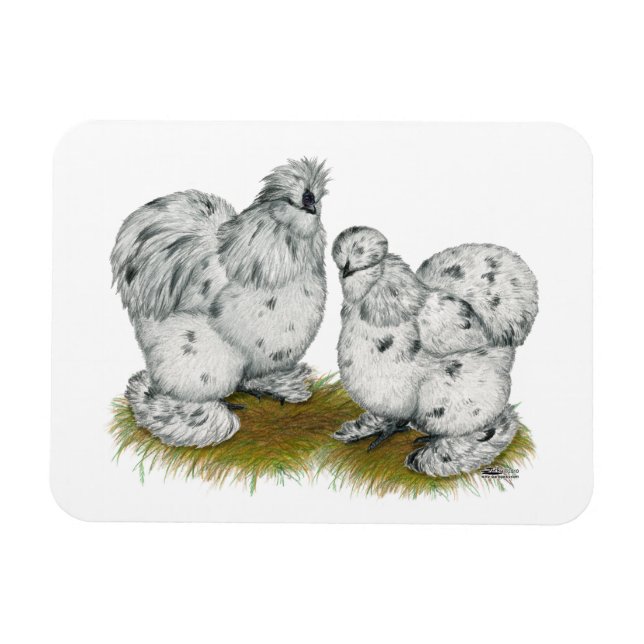Silkie Bantam Splash Chickens Magnet (Horizontal)
