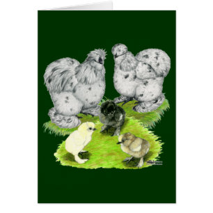 Silkie Bantam Splash Family