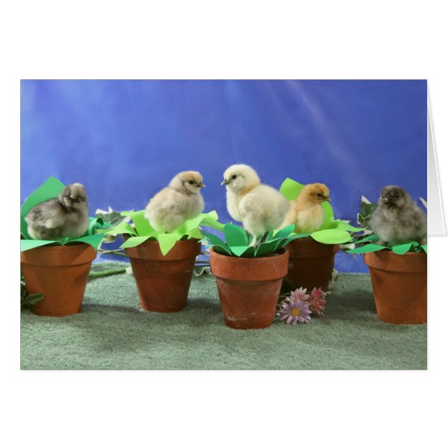 Silkie Chicks en fleurs (Devant horizontal)