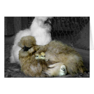 Silkie Hens with Chicks Peeking out of Feathers