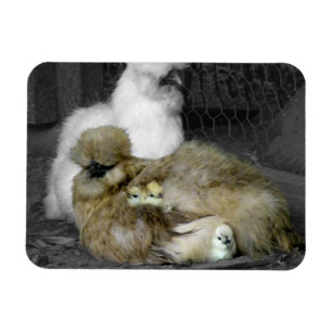 Silkie Hens with Chicks Peeking out of Feathers Magnet