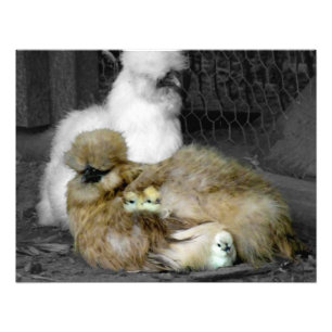 Silkie Hens with Chicks Peeking out of Feathers Photo Print