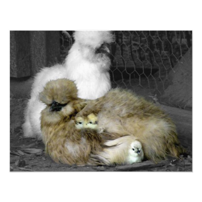 Silkie Hens with Chicks Peeking out of Feathers Photo Print (Front)