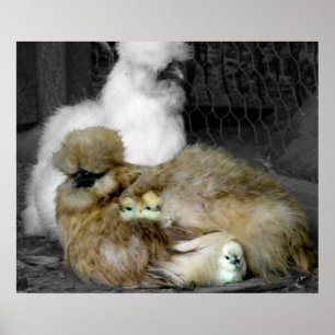 Silkie Hens with Chicks Peeking out of Feathers Poster