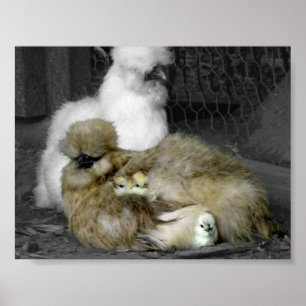 Silkie Hens with Chicks Peeking out of Feathers Poster