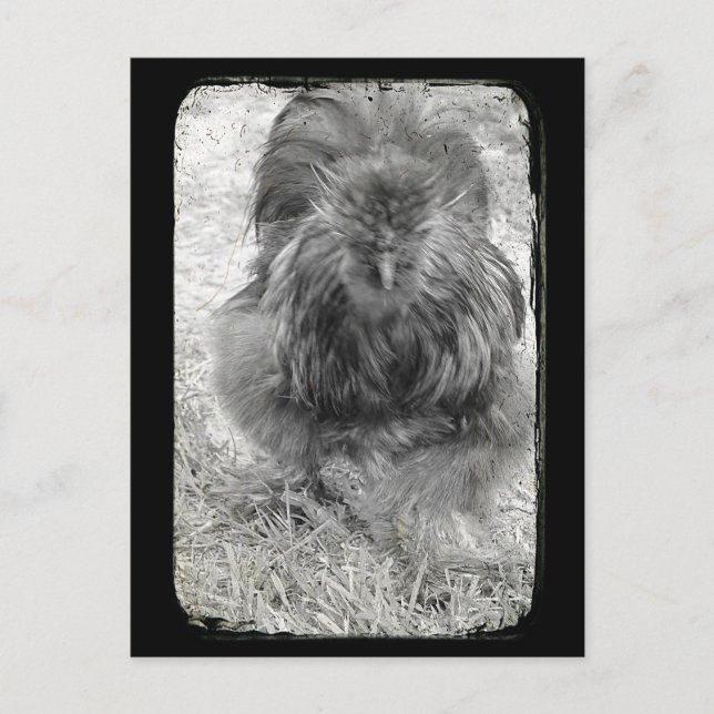 Silkie Postcard (Front)