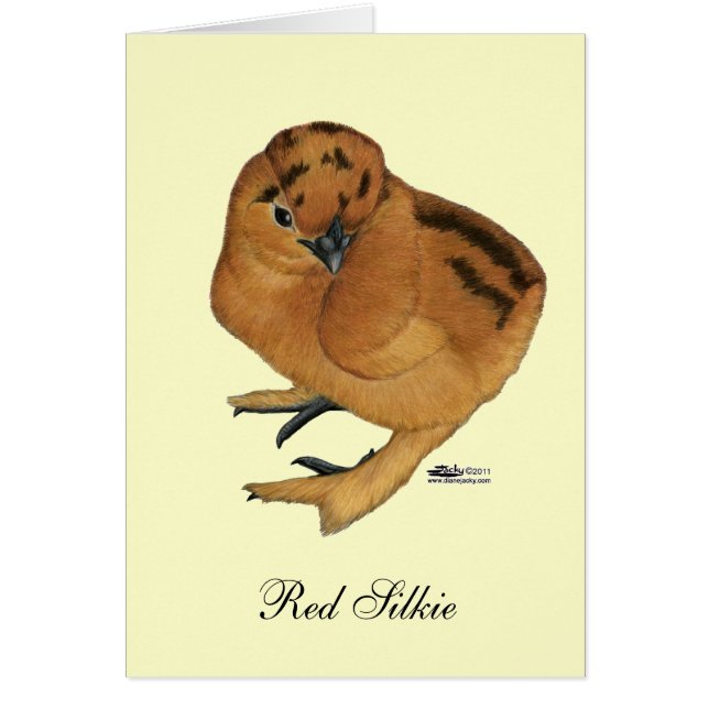 Silkie Red Chick (Front)