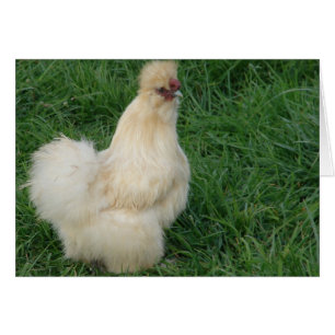 Silkie Rooster