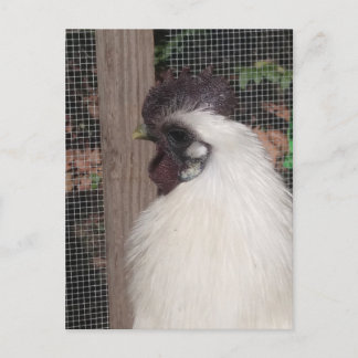 Silkie Rooster Photo Postcard