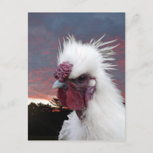 Silkie Rooster Postcard