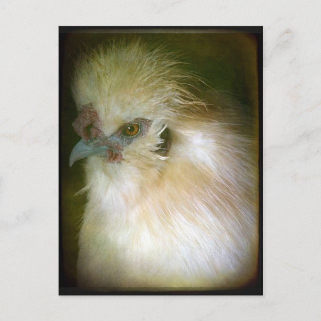 Silkie Rooster Postcard (Front)