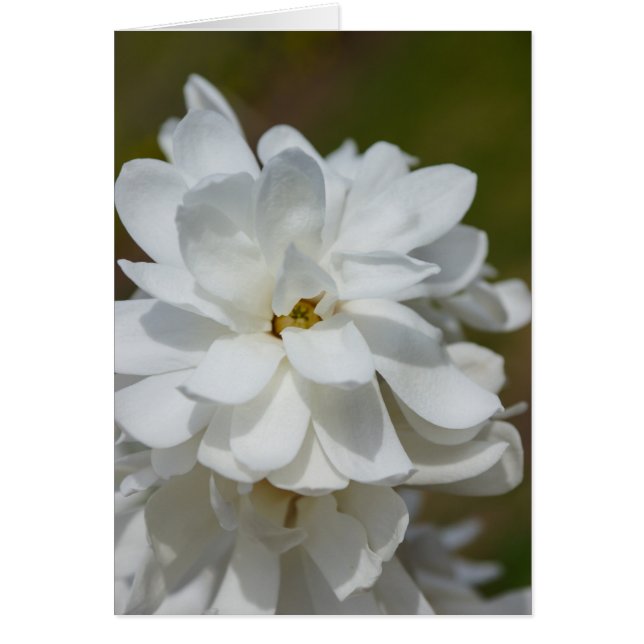 Silky Magnolia (Front)