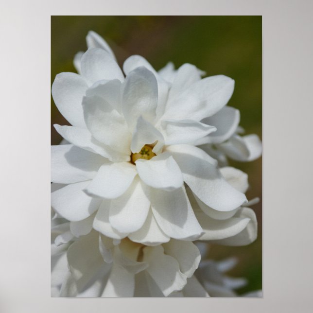 Silky Magnolia Poster (Front)