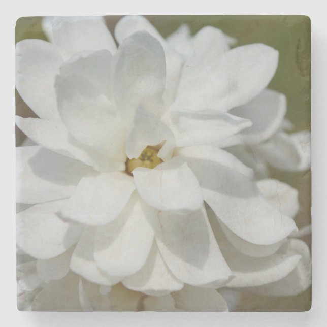 Silky Magnolia Stone Coaster (Front)