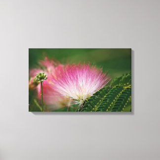 Silky Pink Mimosa Canvas Print