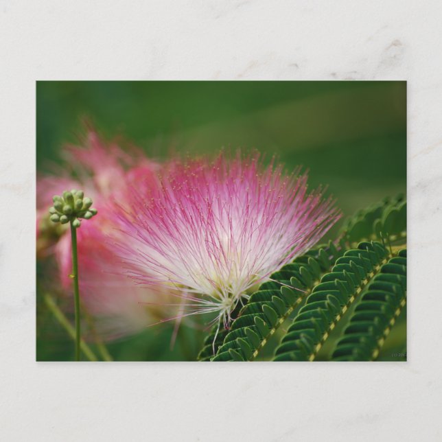 Silky Pink Mimosa Postcard (Front)