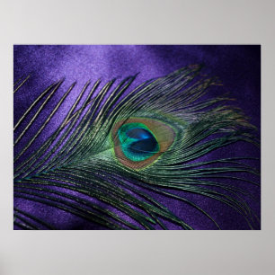 Silky Purple Peacock Feather Poster