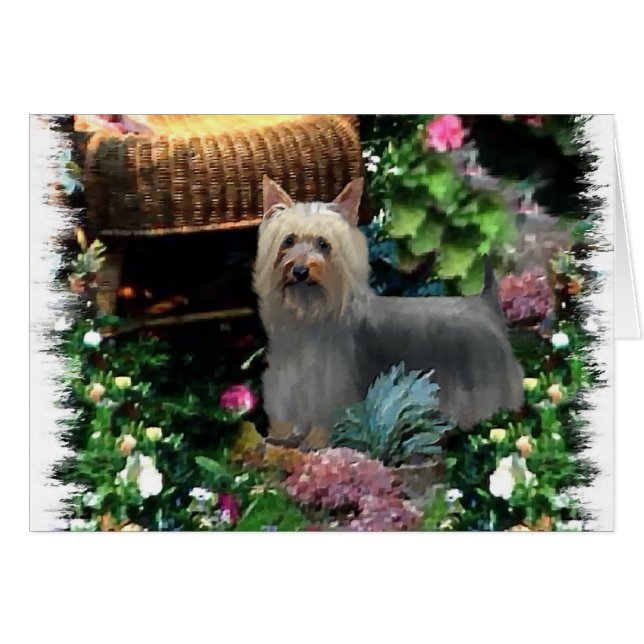 Silky Terrier Art Gifts (Front Horizontal)
