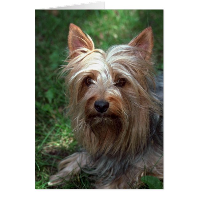 Silky Toy Terrier (Front)