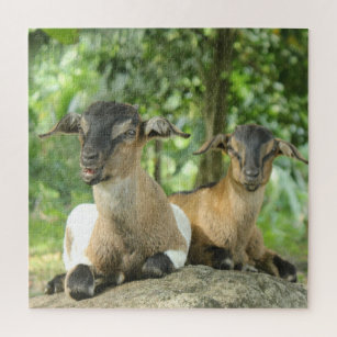 Silly Baby Goats Jigsaw Puzzle