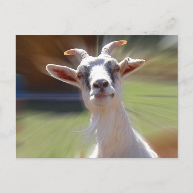 Silly BillyGoat Photograph Postcard (Front)