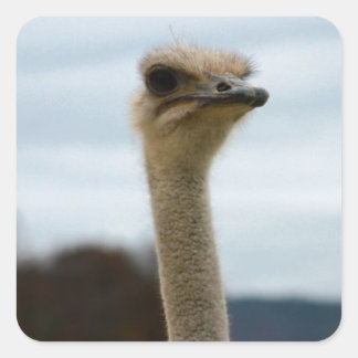 Silly Bird Photo Ostrich Face Head Closeup Square Sticker