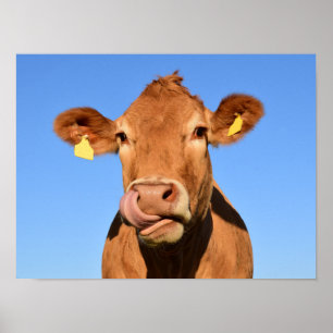 Silly Brown Cow Close-Up Poster