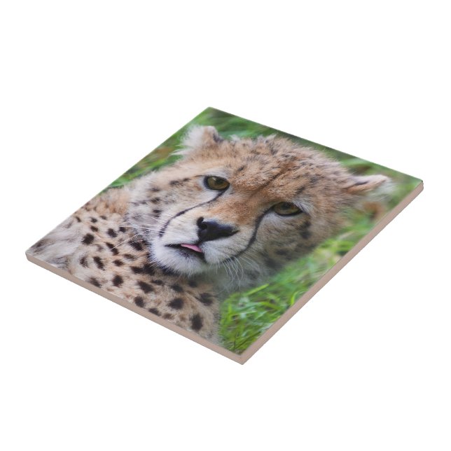 Silly Cheetah Cub Tile (Side)