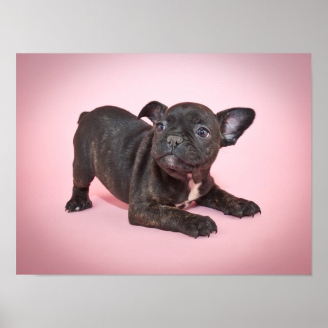 Silly French Bulldog Puppy Ready To Play Poster (Front)