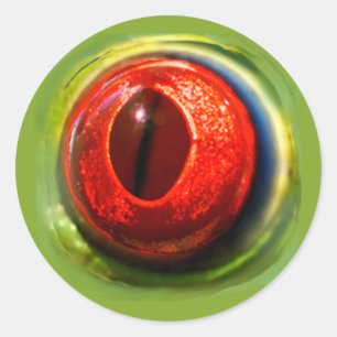 Silly Fun Realistic Quirky Red Eyed Frog Eyeball Classic Round Sticker