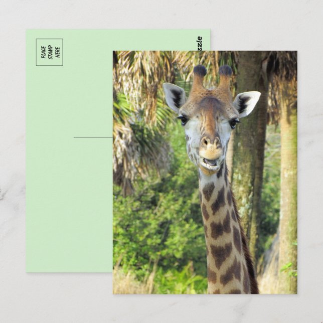  Silly Giraffe Postcard (Front/Back)