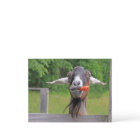 Silly Goat And Carrot Postcard